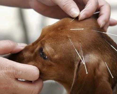 Veterinarska-stanica-zapresic-pusca-marija gorica-zagreb-podsused-drenje-pojatno-ambulanta-za male zivotinje-akupunktura-homeopatija-kucni ljubimci-psi-macke_2