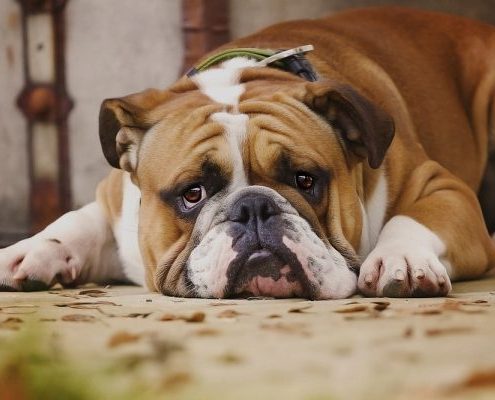 Veterinarska-stanica-zapresic-pusca-marija gorica-zagreb-podsused-drenje-pojatno-ambulanta-za male zivotinje-akupunktura-homeopatija-kucni ljubimci-psi-macke_26