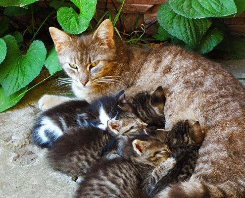 Veterinarska-stanica-zapresic-pusca-marija gorica-zagreb-podsused-drenje-pojatno-ambulanta-za male zivotinje-akupunktura-homeopatija-kucni ljubimci-psi-macke_266u